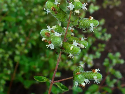 Marjolaine (Origanum majorana)