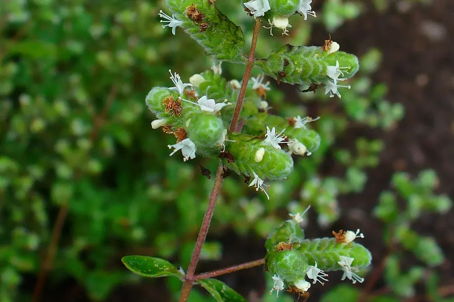 Marjolaine (Origanum majorana)