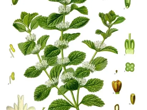 Marrube blanc (Marrubium vulgare)