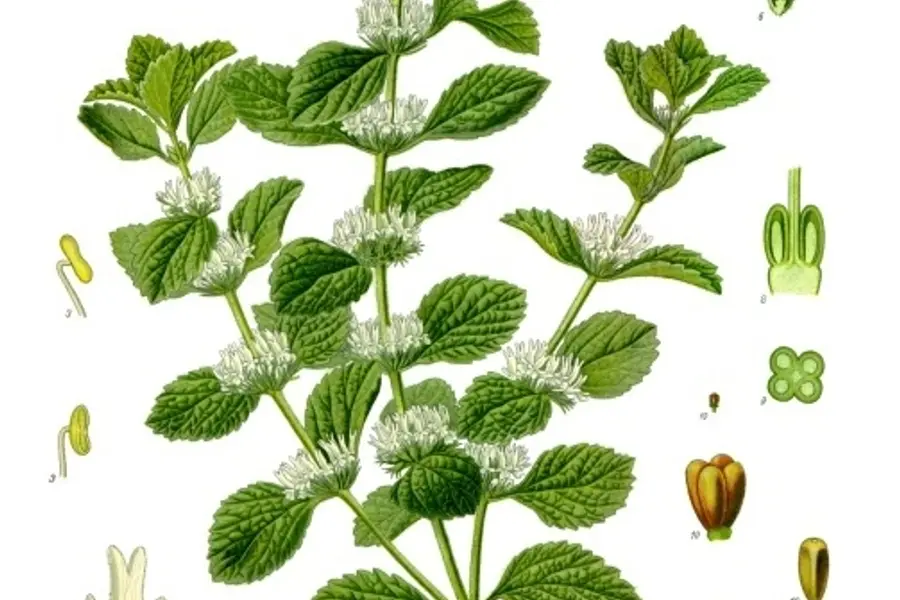 Marrube blanc (Marrubium vulgare)