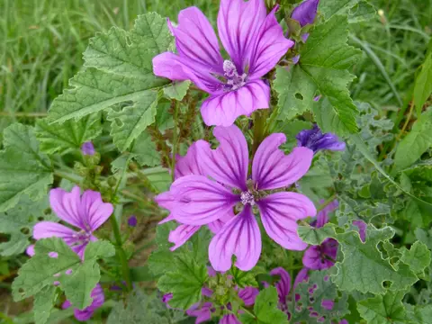 Mauve (Malva sylvestris)