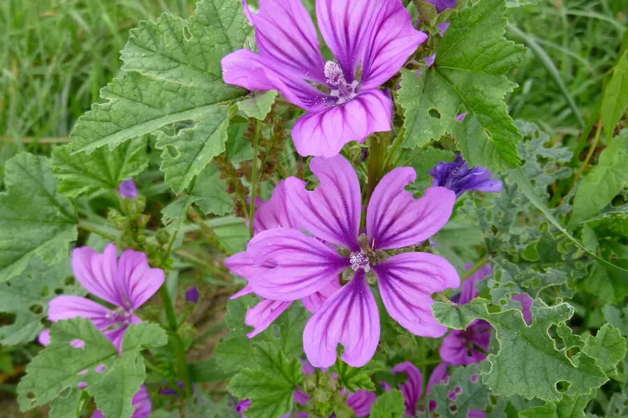 Mauve (Malva sylvestris)