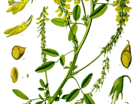Mélilot (Melilotus officinalis)