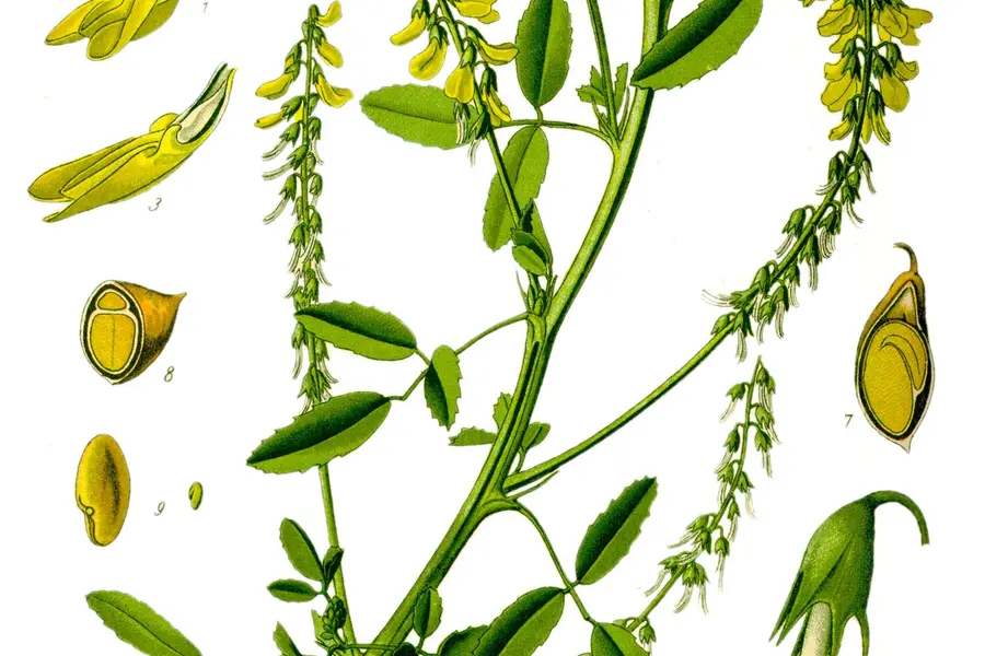Mélilot (Melilotus officinalis)