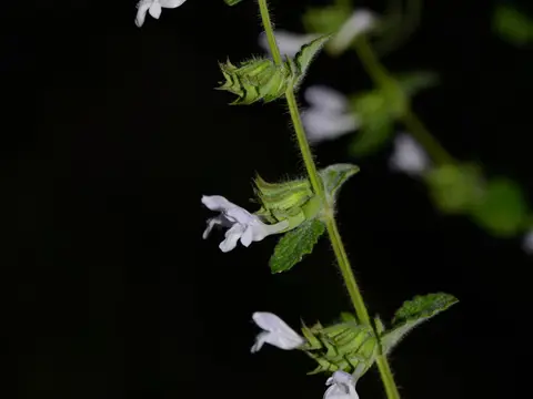 Mélisse (Melissa officinalis)
