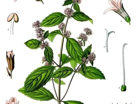 Menthe poivrée (Mentha × piperita)