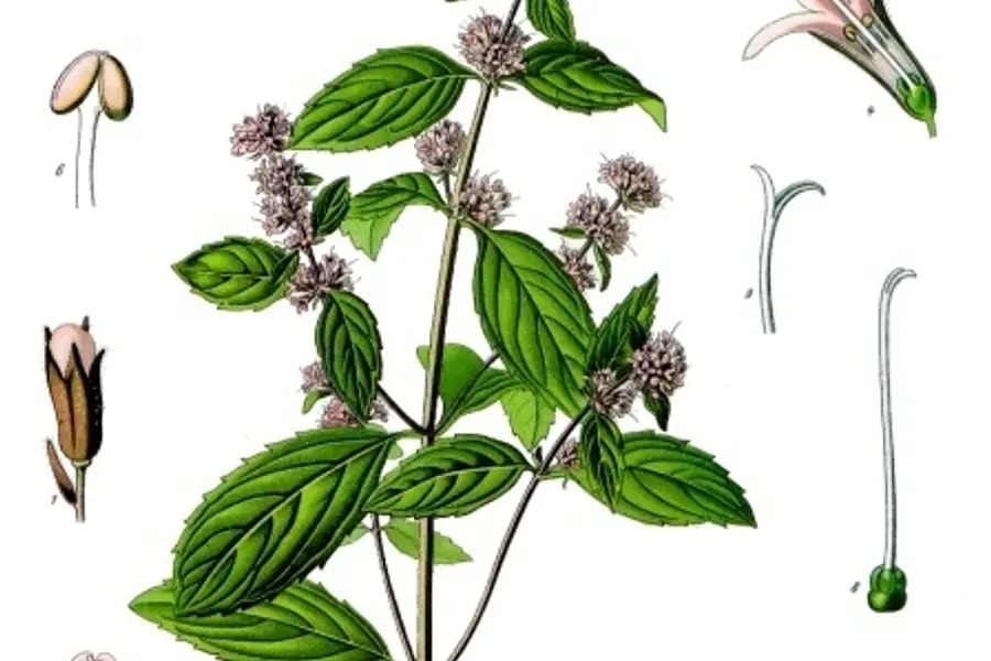 Menthe poivrée (Mentha × piperita)