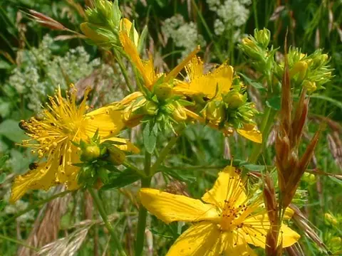 Millepertuis (Hypericum perforatum)