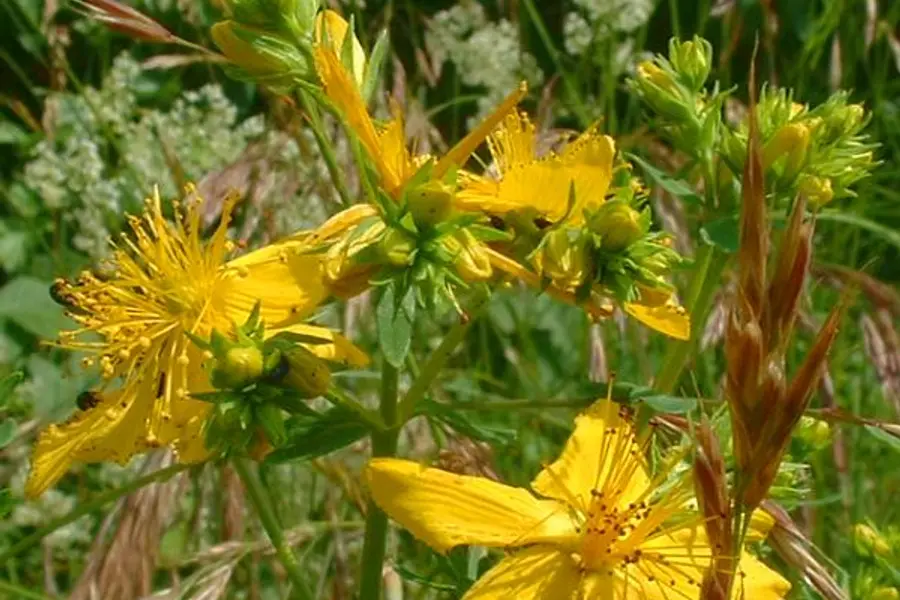 Millepertuis (Hypericum perforatum)