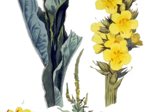 Molène (Verbascum thapsus)