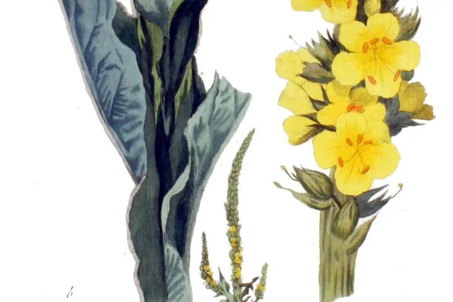 Molène (Verbascum thapsus)