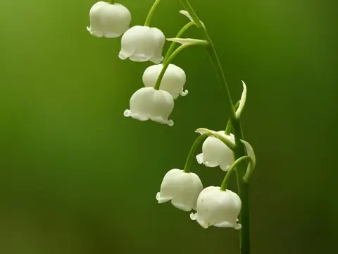 Muguet (Convallaria majalis)