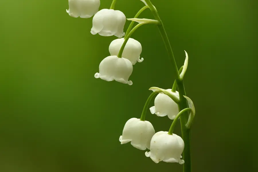 Muguet (Convallaria majalis)