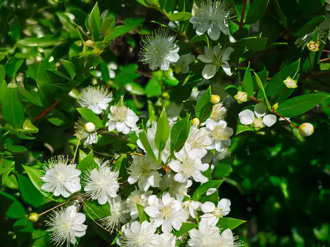 Myrte (Myrtus communis)