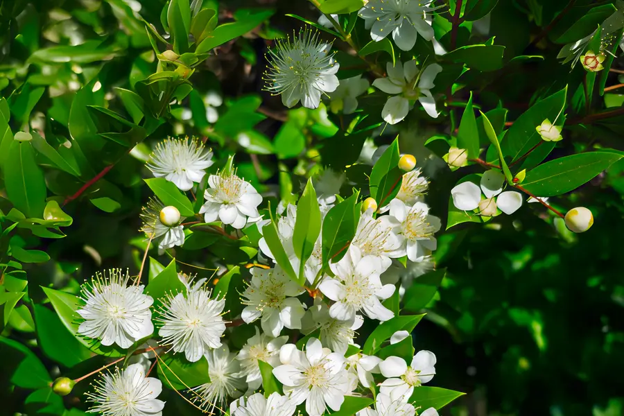 Myrte (Myrtus communis)