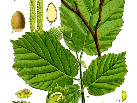 Noisetier (Corylus avellana)
