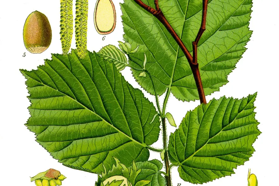 Noisetier (Corylus avellana)