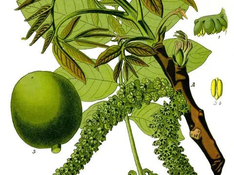 Noyer (Juglans regia)