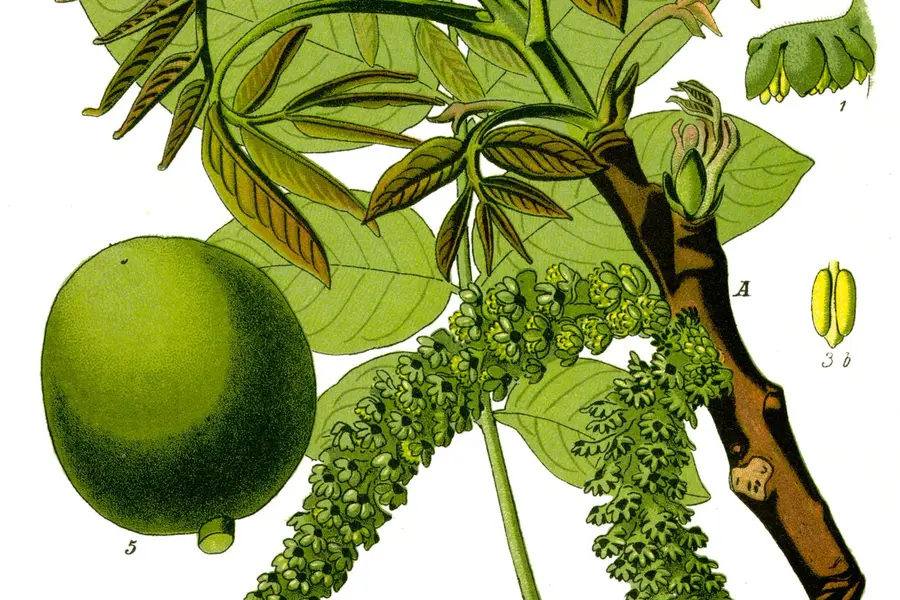 Noyer (Juglans regia)