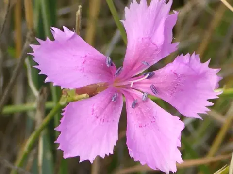Œillet (Dianthus caryophyllus)