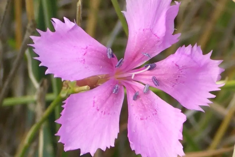 Œillet (Dianthus caryophyllus)