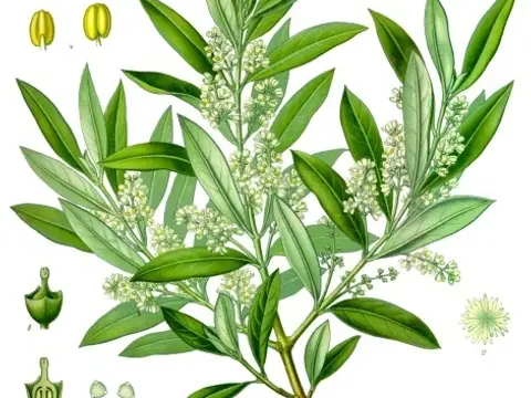 Olivier (Olea europaea)
