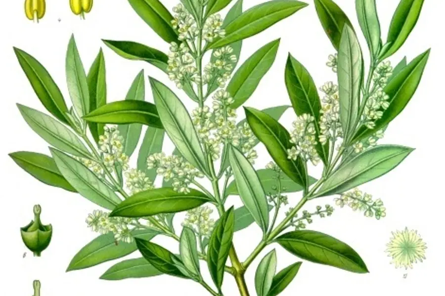 Olivier (Olea europaea)
