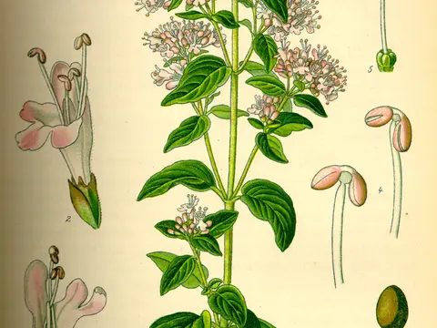 Origan (Origanum vulgare)
