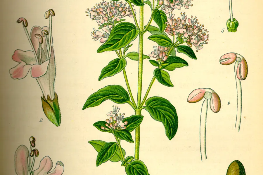 Origan (Origanum vulgare)