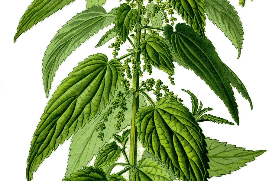 Ortie (Urtica dioica)