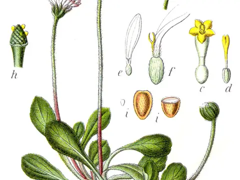 Pâquerette (Bellis perennis)