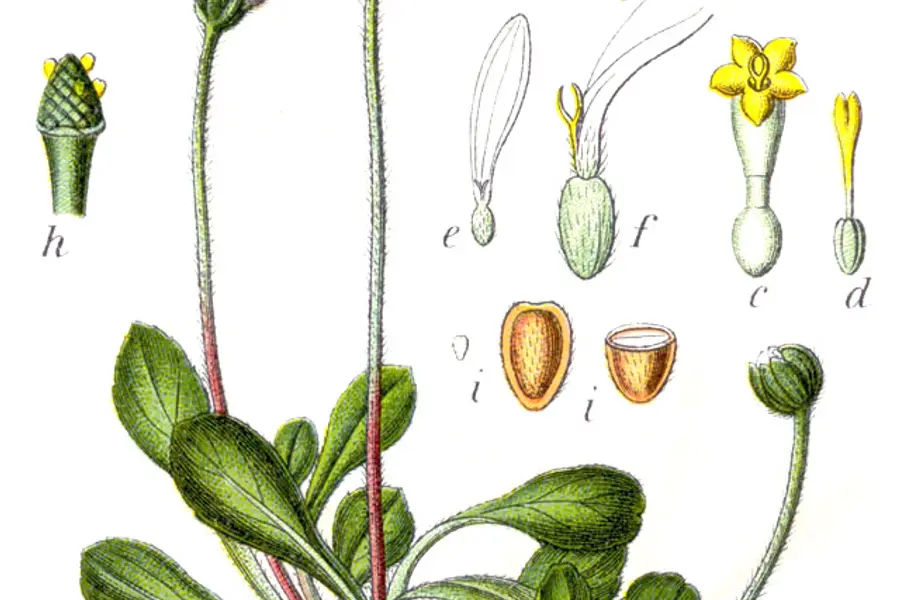 Pâquerette (Bellis perennis)