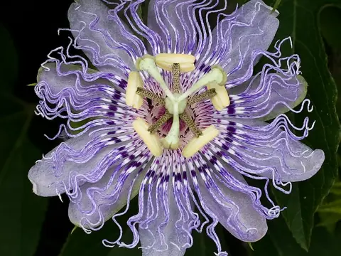 Passiflore (Passiflora incarnata)