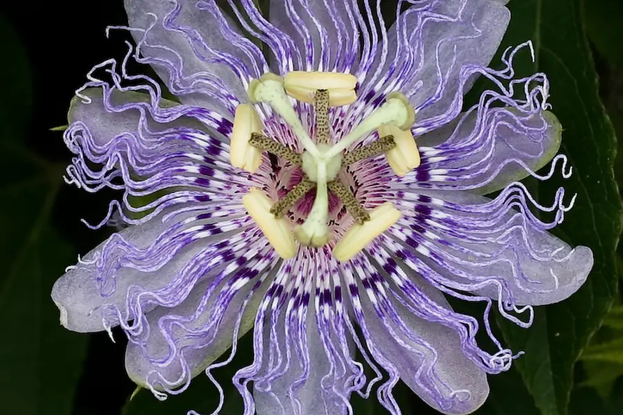 Passiflore (Passiflora incarnata)