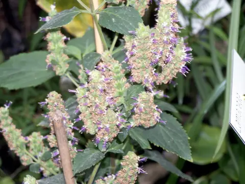 Patchouli (Pogostemon cablin)