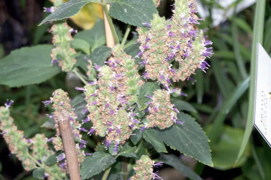 Patchouli (Pogostemon cablin)