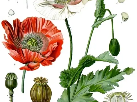Pavot somnifère (Papaver somniferum)