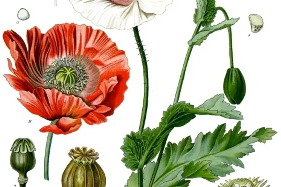 Pavot somnifère (Papaver somniferum)