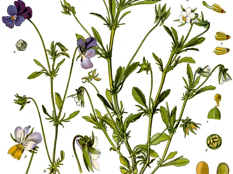 Pensée sauvage (Viola tricolor)
