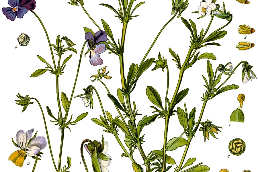 Pensée sauvage (Viola tricolor)