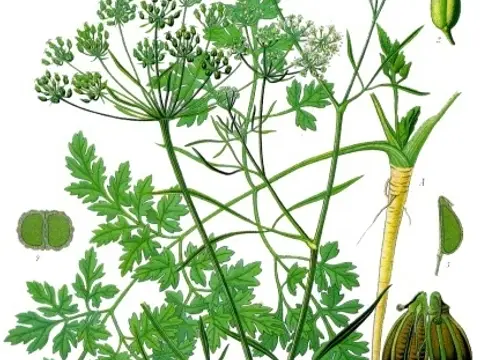 Persil (Petroselinum crispum)