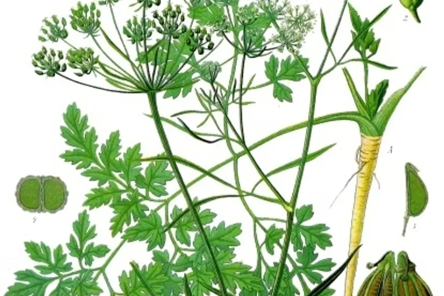 Persil (Petroselinum crispum)
