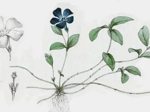 Pervenche (Vinca minor)
