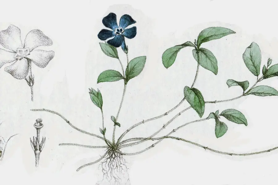 Pervenche (Vinca minor)