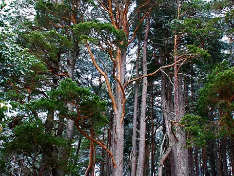 Pin sylvestre (Pinus sylvestris)