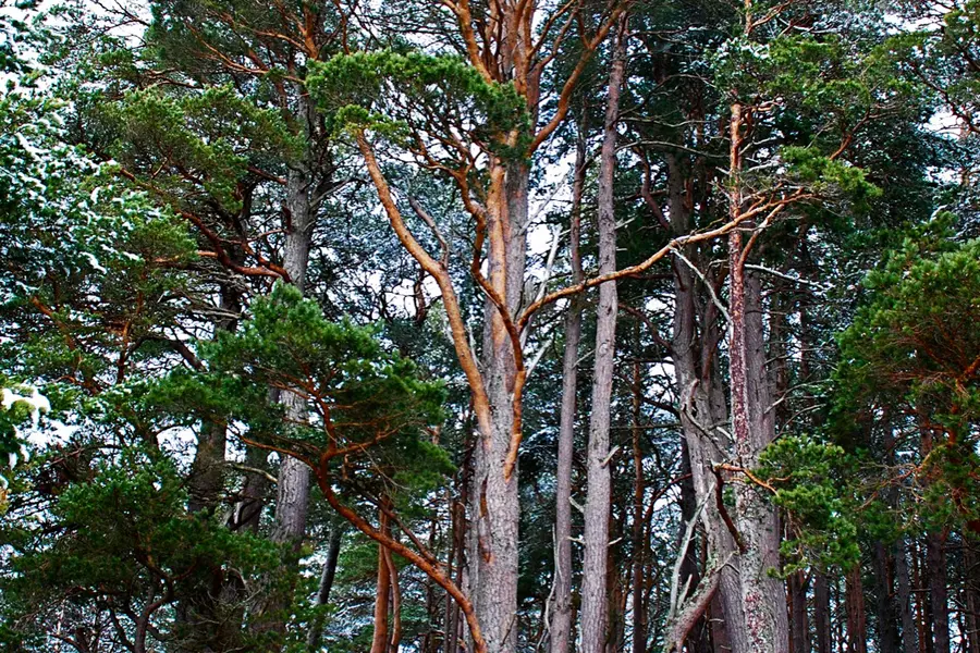 Pin sylvestre (Pinus sylvestris)