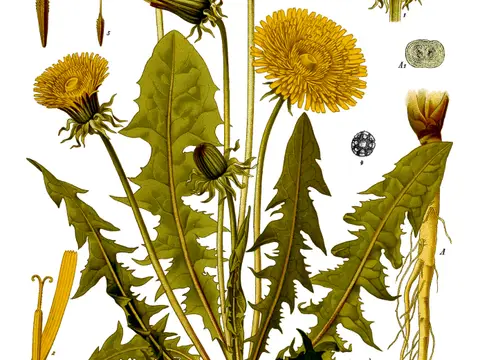 Pissenlit (Taraxacum officinale)