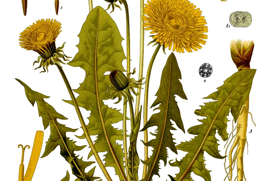 Pissenlit (Taraxacum officinale)