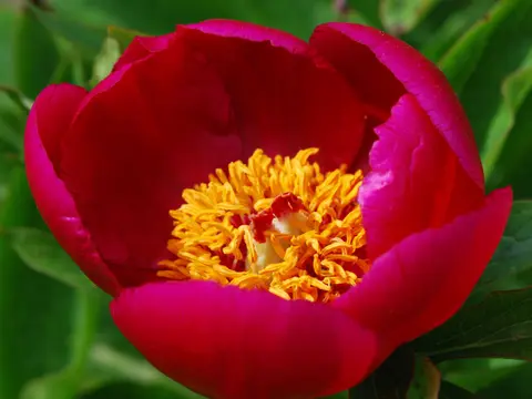Pivoine (Paeonia officinalis)