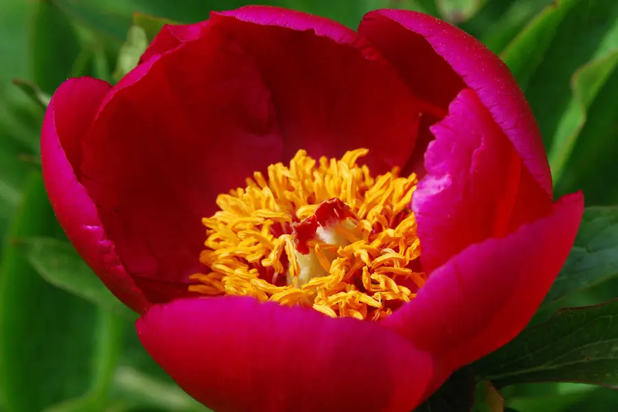 Pivoine (Paeonia officinalis)